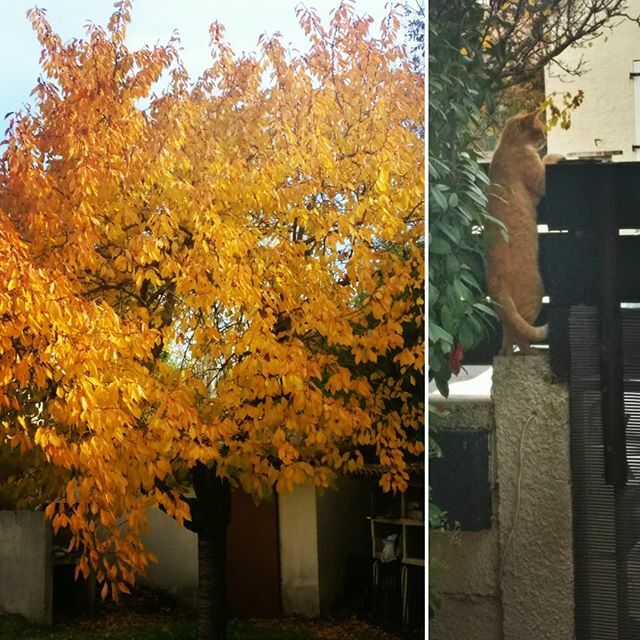 RubyTooz's tweet photo. Both our cherry tree and our watch-cat are orange #autumnvibes🍁 https://t.co/Li8c1mtHJG https://t.co/o37FZxMKbo
