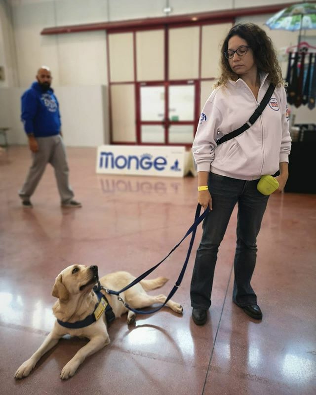 elisadalbosco's tweet photo. Come mi guarda lui quando ho la glicemia bassa... nessuno! #alert #diabete #diabetes #ontraining #dog @progettoserena grazie Sara https://t.co/V1zrXuTDVt https://t.co/gJDXGixdqY