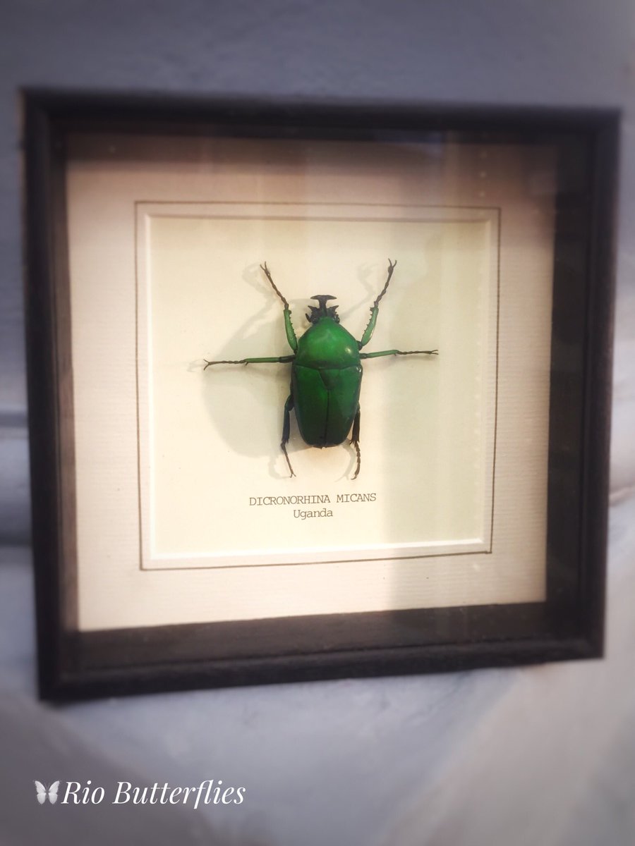 Afternoon! Heading to #JubileeMarket in #CoventGarden in search of that perfect, unique #Xmas gift?  Our range of real #Butterfly, #Moth & #Insect frames never fail to amaze. All #HandmadeInUK 🦋

#Taxidermy #LondonMarkets #London #ButterflyTaxidermy #XmasShopping