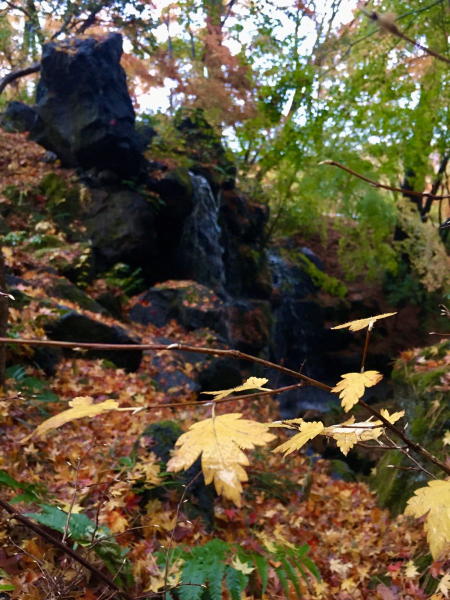 jelliedegracia's tweet photo. 🇯🇵🍁🍂 #momiji #もみじ #紅葉 #紅葉狩り #autumn #autumn2019 #chasingautumn #kawaguchiko #河口湖 #yamanashi #山梨 #japan #日本 https://t.co/9Avv61LOwx