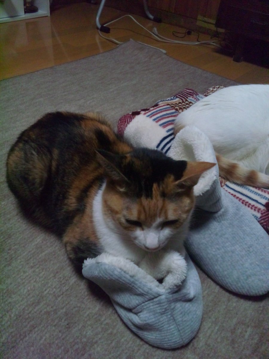 日曜駅にて (@nichiyou_eki) on Twitter photo 