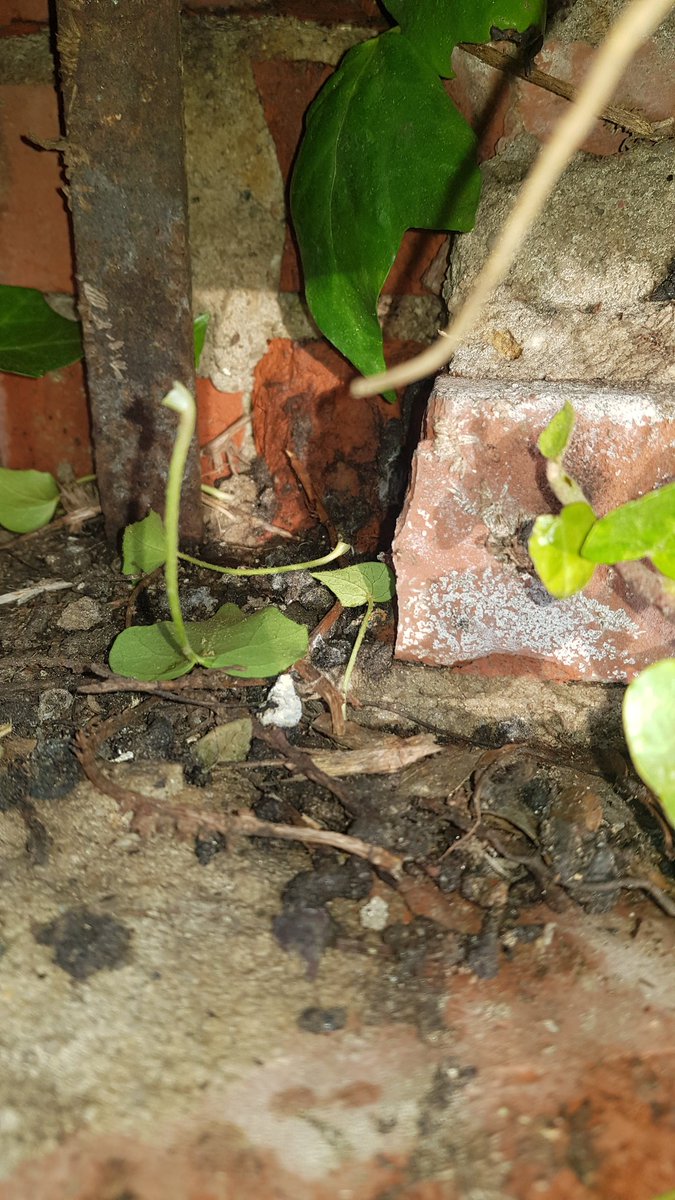 Dit is natuurlijk vragen om problemen. #Muizen #Ratten