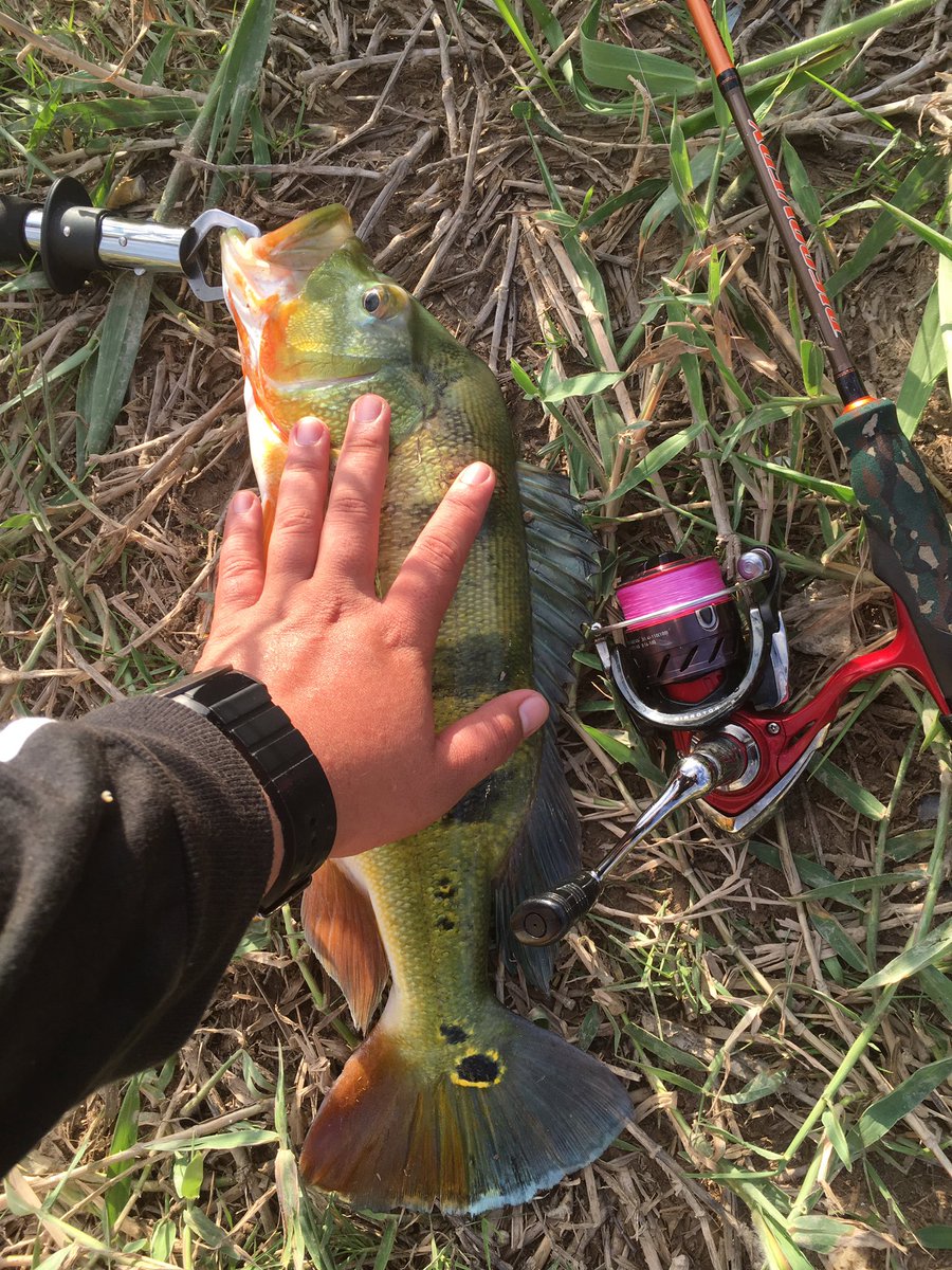 iwanbogea's tweet photo. Bagi peminat2 caster yg teringin merasa tarikan peacock bass nie. Saya ada menjual umpan yg di jamin strike. Saya akan mengajar how to use it. How to jerk using this spinfly. If interested can dm or contact me.
#ultralight #ultralightangler #spinfly #stormdiscoveryrod #daiwa https://t.co/VgZAPUM9cX