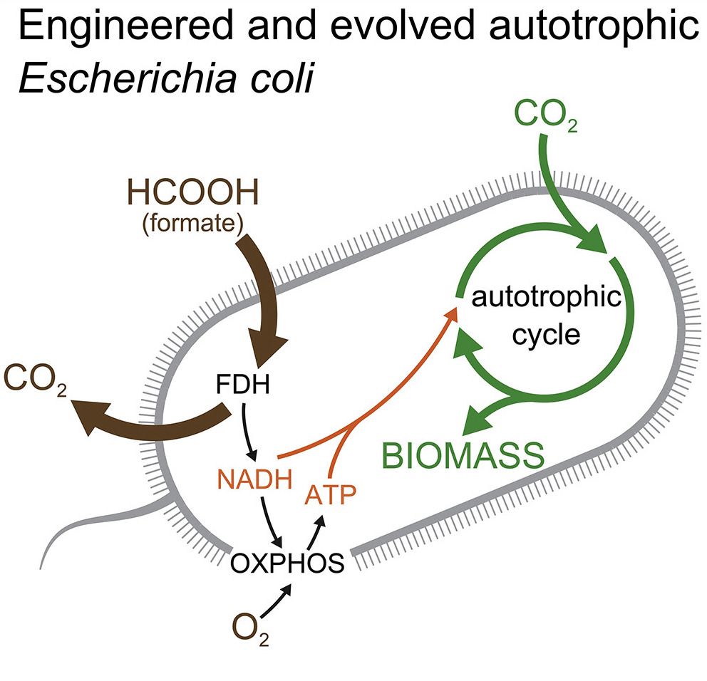 Ensembl E Coli Bacteria Engineered To Eat Carbon Dioxide A Green New Deal T Co Fdz0f7awtg Gleizershmuel Yinonbaron Weizmannscience Synbio Syntheticbiology T Co X8kgcrmhjn