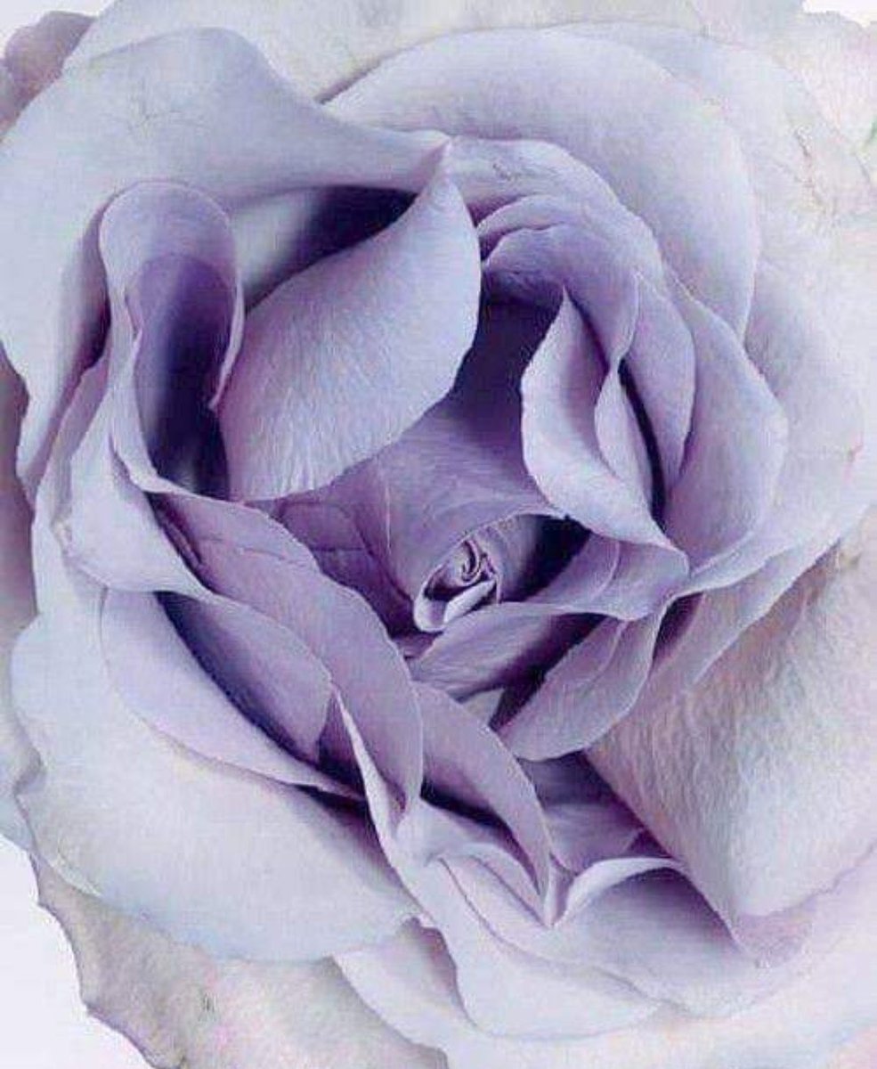 Dilka Dile (@dilkad) on Twitter photo 