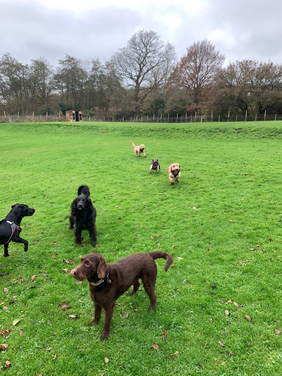EdenWellDog's tweet photo. Thursday’s doggie daycare at S&amp;S Doggie Field with Diego, Truffle, Luna, Rene, Rosie, Stanley &amp; the 2 Ruby’s 🐾 #labradoodle #cockapoo #labrador #frenchbulldog #dachshund #americanalsatian #folkestone #folkestonedogsitter #dogwalkerfolkestone https://t.co/IG1YxG3D42
