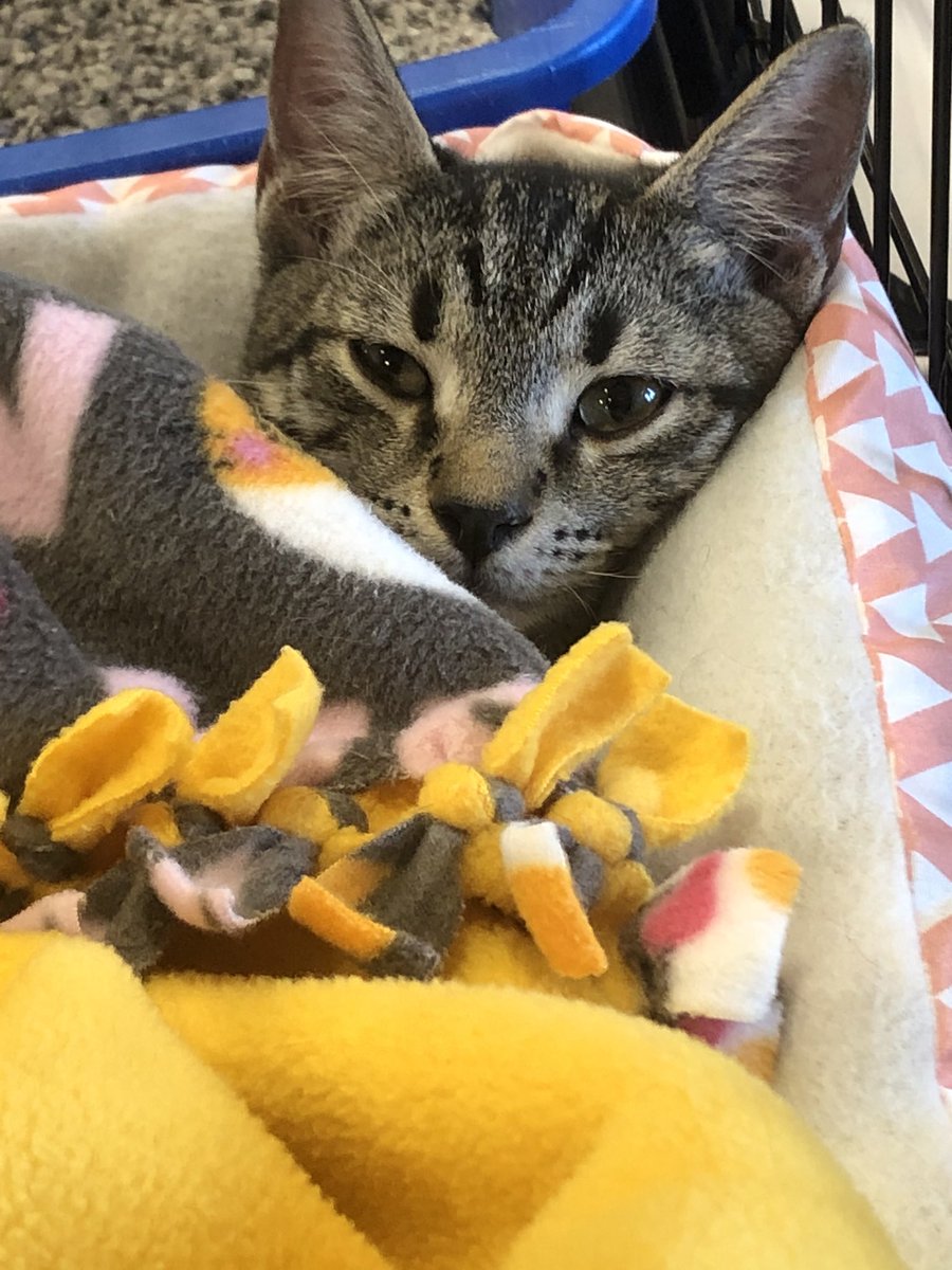 LuvPalm's tweet photo. #Caturday Saturday 
Meet Ridge

This DSH loves beds, to be held and cuddled! Will you give him his furever home?

Meet him today at Royal Palm Beach @PetSmart 

@PetSmartChariTs 
#AdoptDontShop 
#rescuecats https://t.co/r8gH3mC6AC