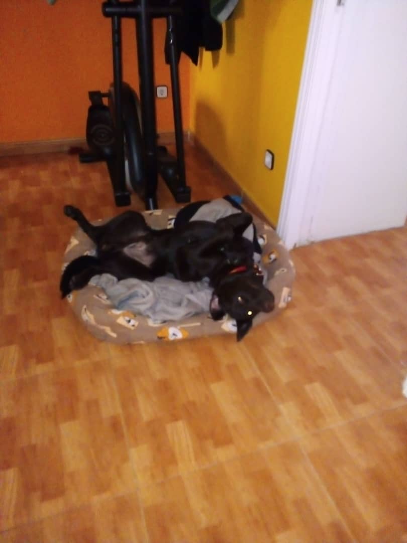 goero_ag's tweet photo. @LuisCarlos Esto es una licuadora de 4 patas... https://t.co/8qmSslnGvl