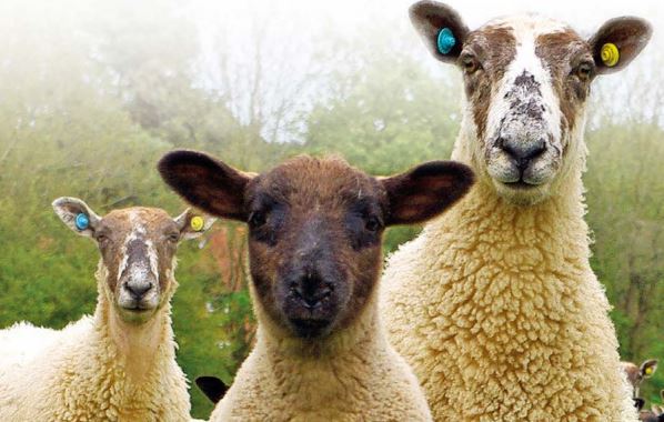 FARMERS WANTED TO HELP INFORM THE UK SHEEP INDUSTRY! #SHAWG are seeking 1 rep from #England, 1 from #Scotland and 1 from #NorthernIreland, to help shape the focus of the UK sheep industry. Find out more:  ow.ly/mLvn50xnQYM #teamsheep #sheep365 <a href="/FlockHealth/">Fiona Lovatt</a>