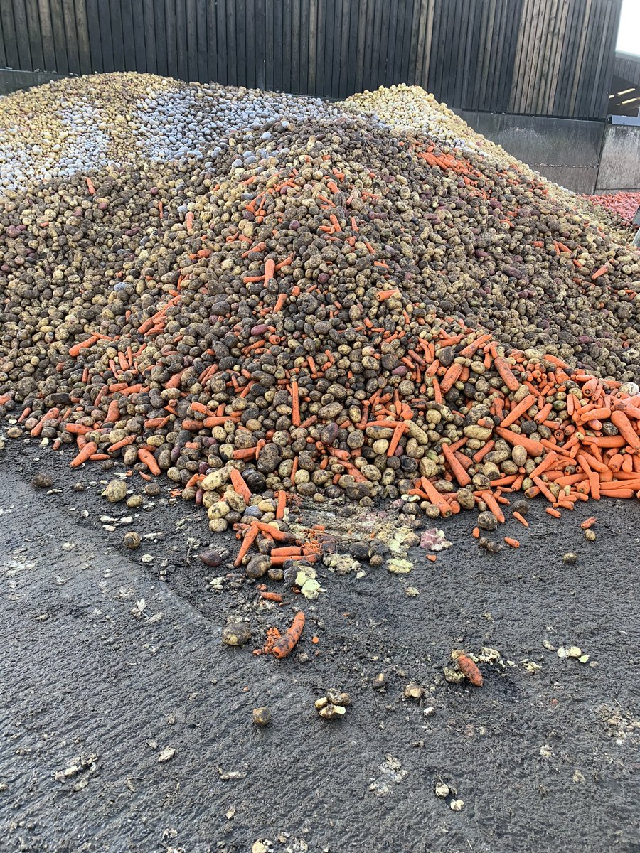 Veg rejected by supermarkets destined for cattle feed on a friends farm.  If we stop eating meat what will happen to this waste veg?  What about wheat that doesn’t make milling grade, barley with too much N for malting and holey beans that people won’t eat??