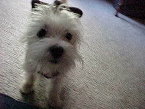 scruffymcdoglet's tweet photo. 2004, back when I was young and good looking. https://t.co/lkfLI9ohPP