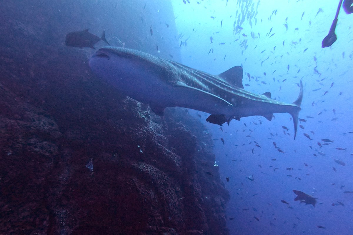 nautilusxplorer's tweet photo. The Explorer is at Socorro! Here's DM Mario on his last trip:
"So much fun, so much pelagic life... Definitely the Baja peninsula have so much to offer and the archipelago - its always feeling magic, making dreams come true..."
#giantmantas #ecotourism #sharkexpress https://t.co/S3ATpeZ7EE