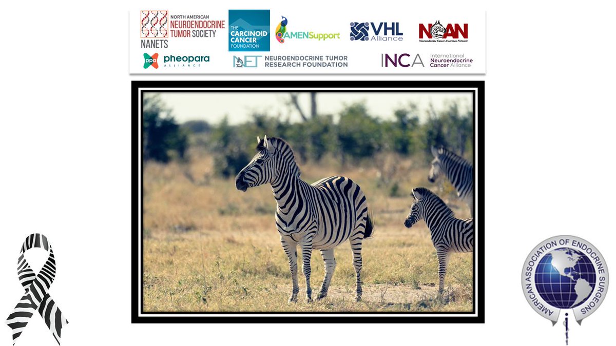 TheAAES's tweet photo. Thank you very much to everyone who participated in neuroendocrine tumor awareness month and spread awareness of this rare, and often overlooked disease. Although the month is over, please consider supporting awareness over the entire year. #NETAM2019 @CarcinoidNETs @VHLAlliance https://t.co/4oqH1Nx8tK