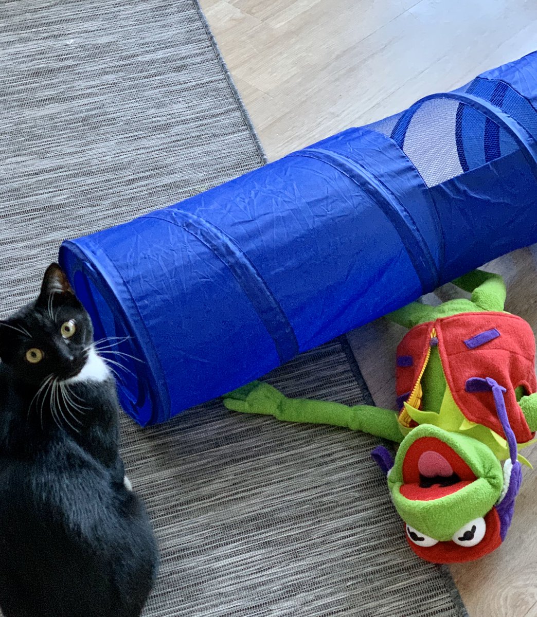 bostonsue's tweet photo. Happy #Caturday from the mischievous #BradyBug 😻. #CaptionThis #CatsOfTwitter #KermitTheFrog #MacysChristmasBabies https://t.co/8m9ARZrxLm