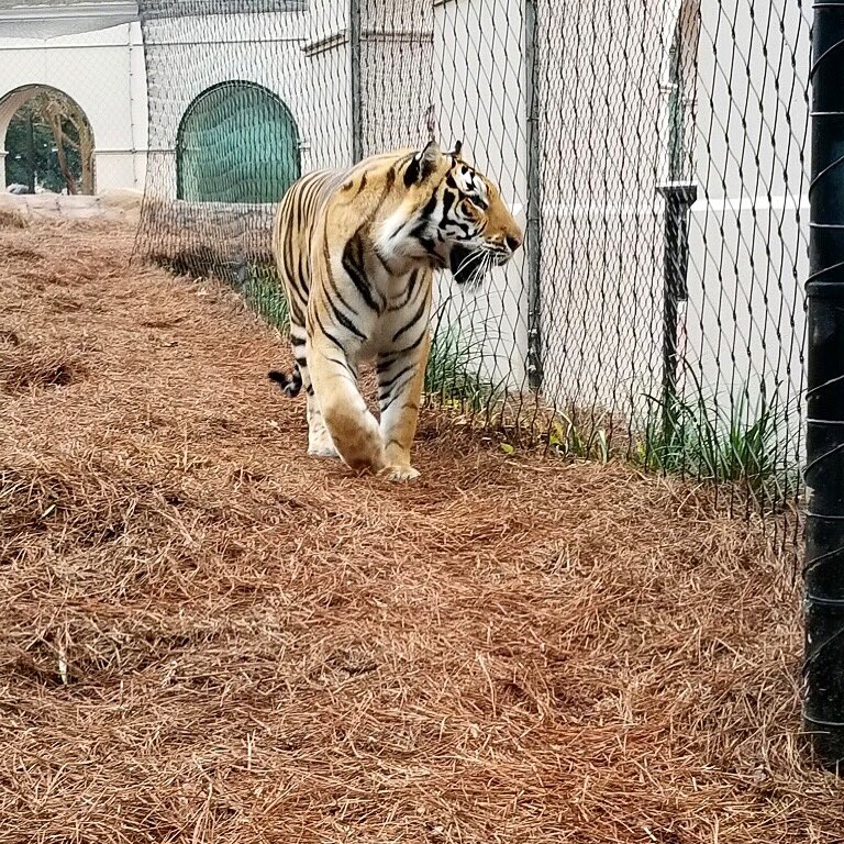Mike VII tweet media