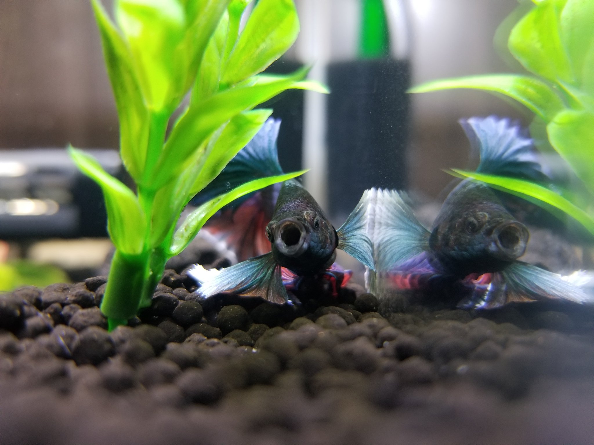 生駒 ベタ あくび 熱帯魚 T Co Cijsgnmke0 Twitter