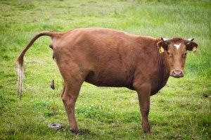Cows_Everywhere's tweet photo. just a cow pooping into your tl https://t.co/IlJNyqYGk4