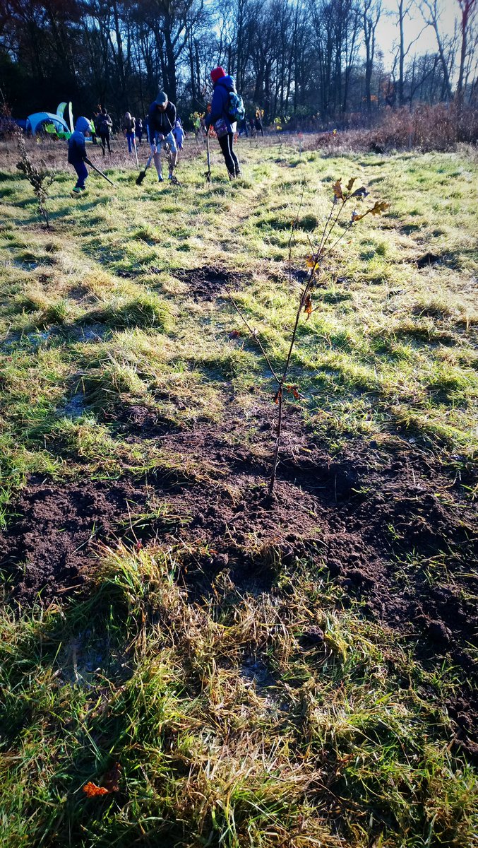 Ridiculously impressed with these little people, 25 trees plant as part of the Big Climate fight back at Croxeth Hall and Country Park! #BigClimateFightback #everytreecounts @merseyforest @WoodlandTrust