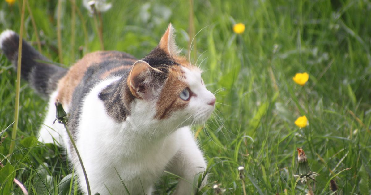 Ces chercheurs vont donner des sueurs froides aux propriétaires de chats huffp.st/DGMDgG4