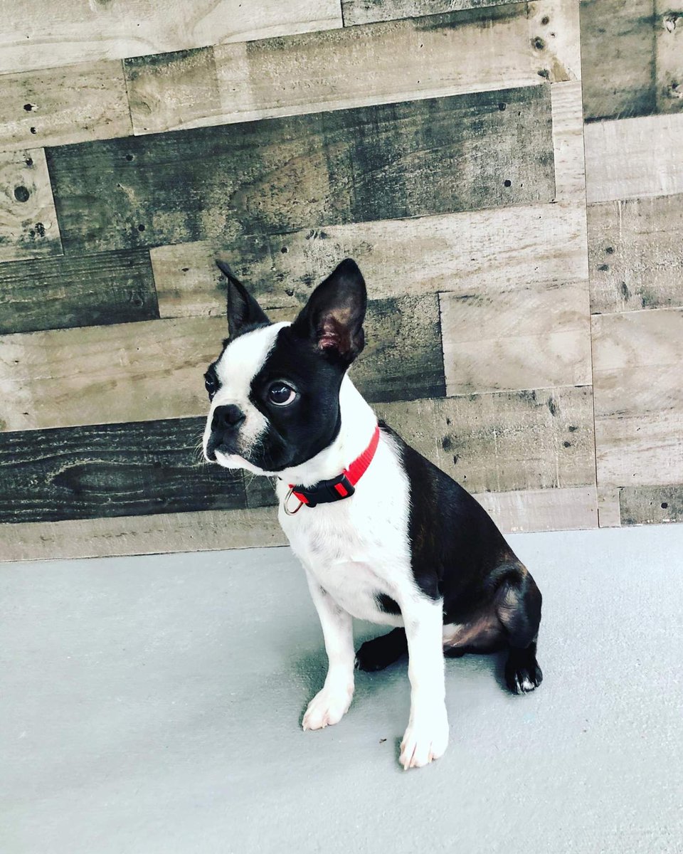bterrierdogs's tweet photo. This is Blue from Deltona, FL
#bostonterrier https://t.co/hlw2cR0abo