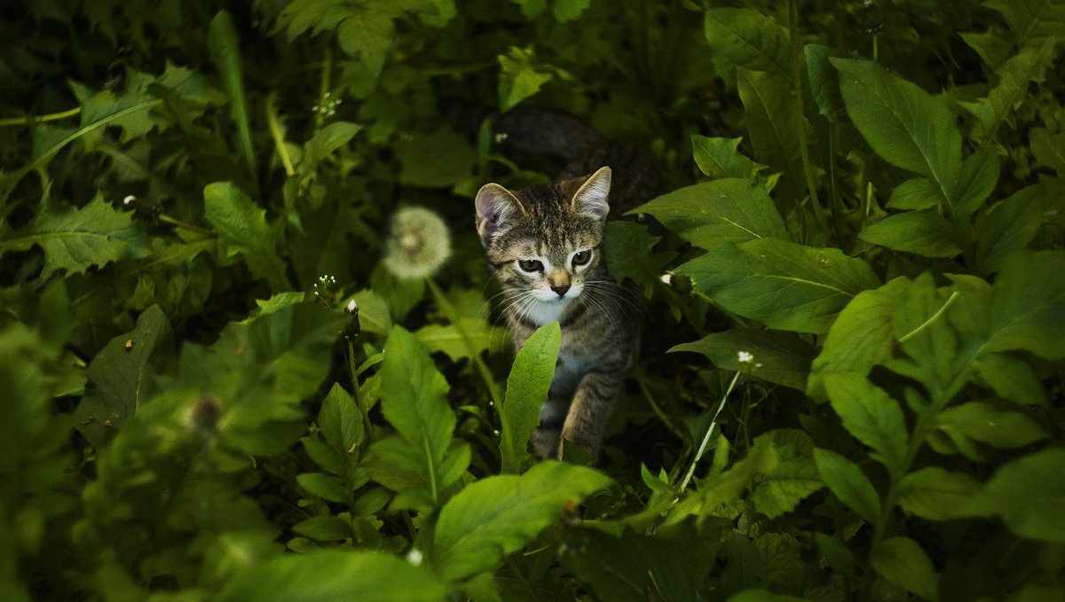 PrismaticGarden's tweet photo. Happy Caturday All! 🐈🌿

#cats #catsandplants #plantsandcats #crazycatlady #plantladyisthenewcatlady #lifearoundplants #planterina 
 #weloveplants #botanicalpickmeup #prismaticgardens https://t.co/d767sTJtyI
