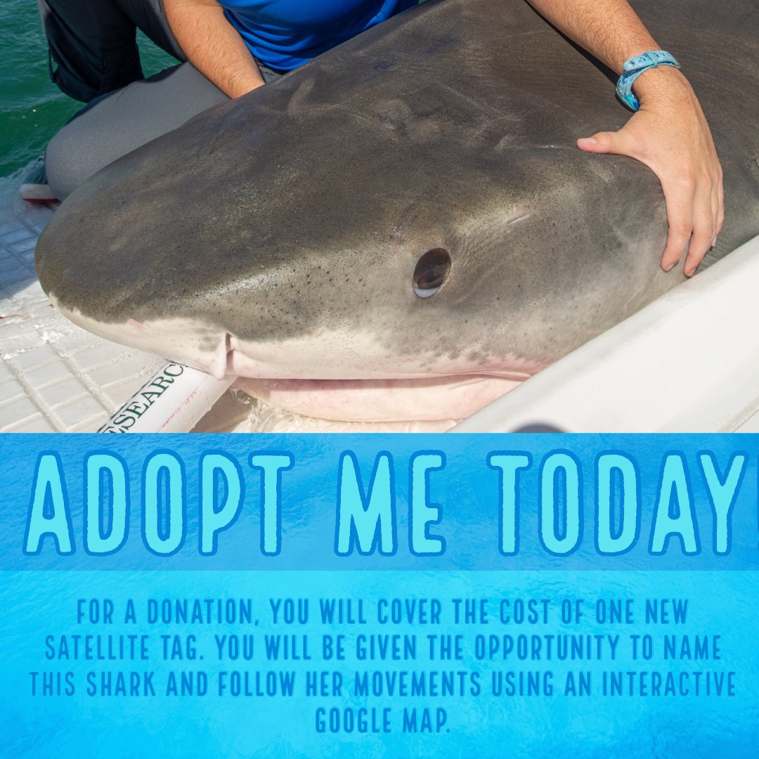 HammerschlagLab's tweet photo. This is the perfect gift for your shark loving friends and family. Visit https://t.co/k7Y0xriCbp to learn more. Where do you think she will head next? #happytracking! https://t.co/CzJ4Fy87Ef