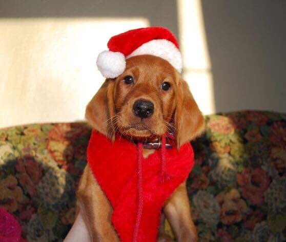 Toby Inman tweet media