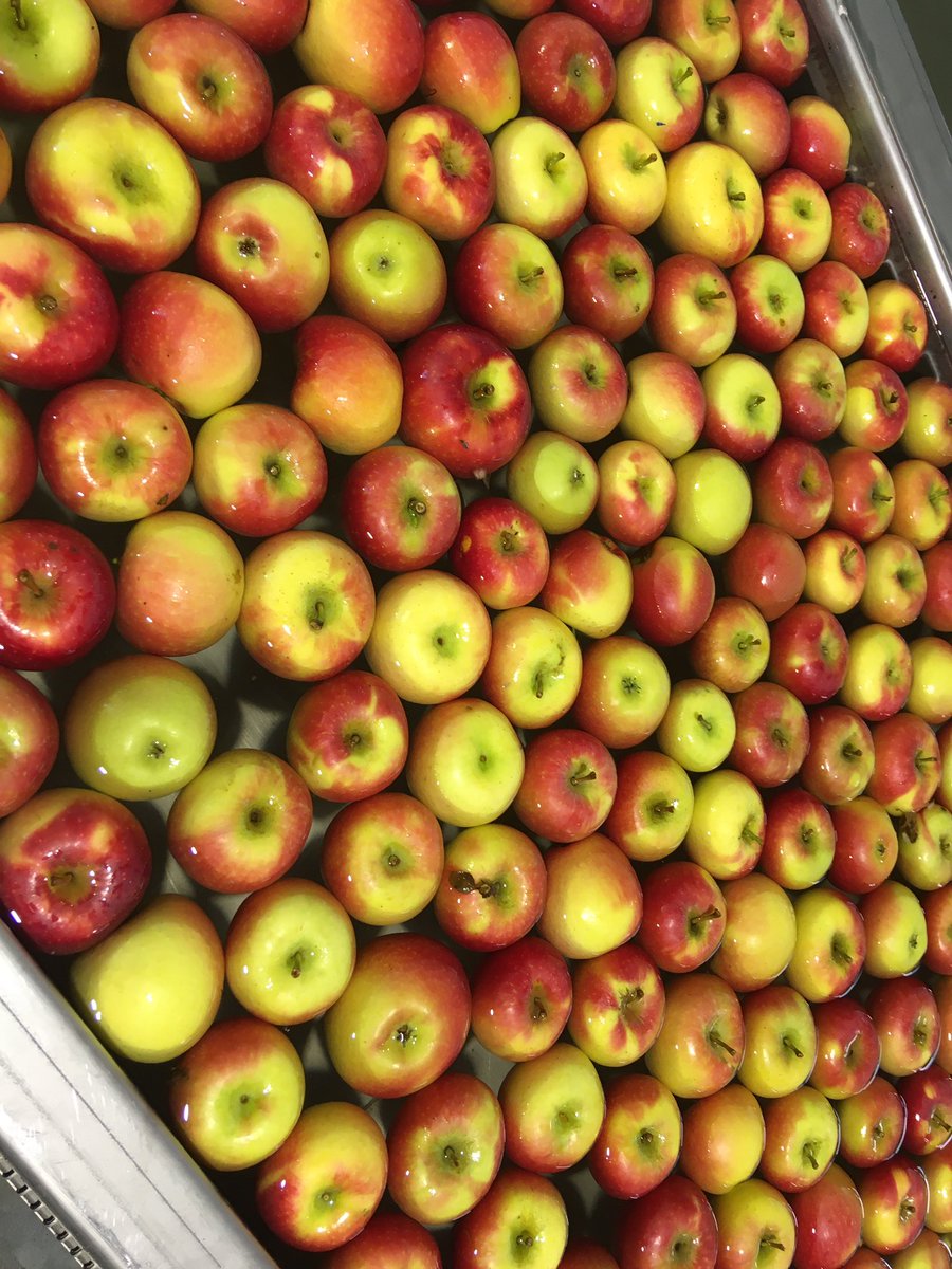 petra_aben's tweet photo. Gister op bezoek geweest met de directeuren food & agri bij @Fruitmasters . Dank voor de gastvrijheid en inspiratie! #bankingforfood https://t.co/ZjgdhcNKFW