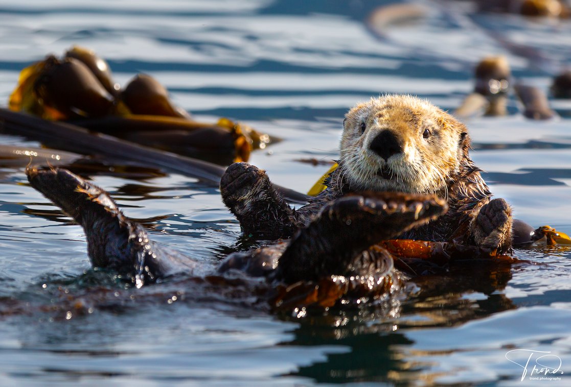SOAlliance's tweet photo. Otter you glad it's the weekend? Grateful for all the wonderful people we work with in the ocean space this #Thanksgiving. It's our young ocean leaders and other professionals that inspires us everyday. 🙏🌎♻️  #YouthForClimate #AcceleratorAtSea photo by: @trondttw https://t.co/G5JTBhKiVe