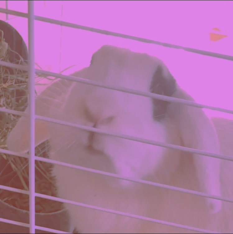 Saving Miles Lemon tweet media