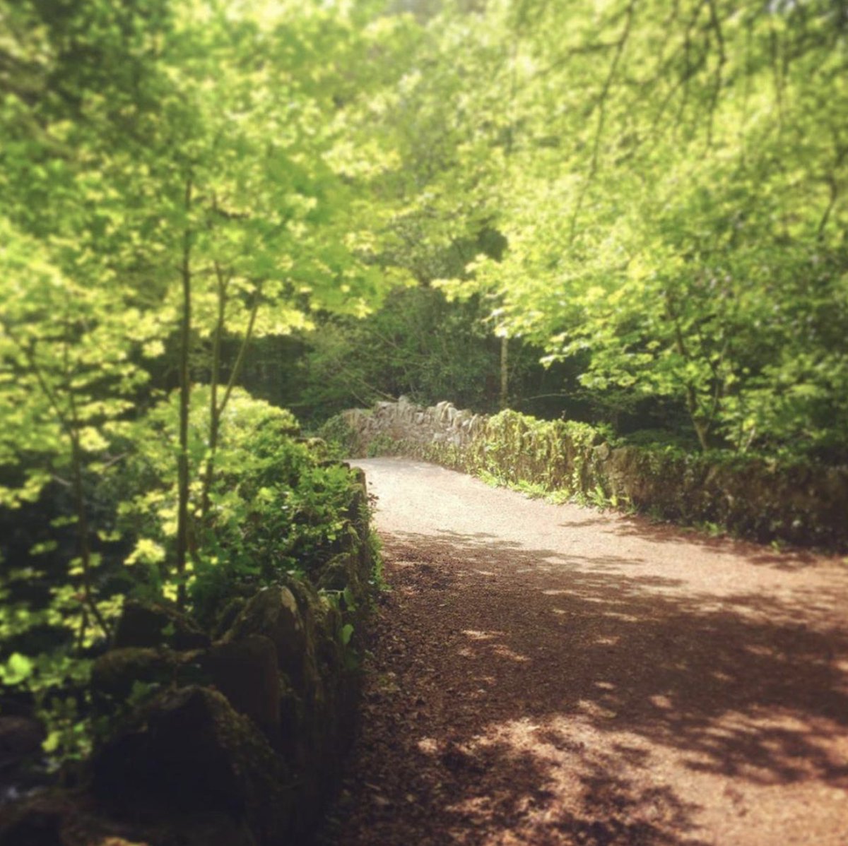 francisxyzk's tweet photo. My family and I went for a talk, whilst we walked through forest trails, crossed bridges as we built our own – on by soothing lakes and into the healing shine of sweeping meadows. 

There’s a lifetime of landscape at Deerpark Forest, Virginia  
#CavanWeek #YearofGeography https://t.co/QPvvxJ4qpS