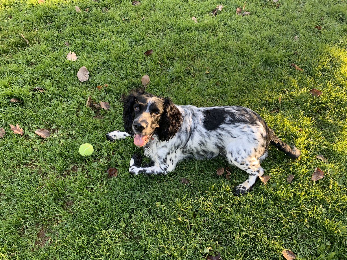jopinhorne's tweet photo. He is the perfect weekend companion to wind down with πΎπ₯°#dogsittingweekend #justwhatineeded https://t.co/gUjAsTlnUs