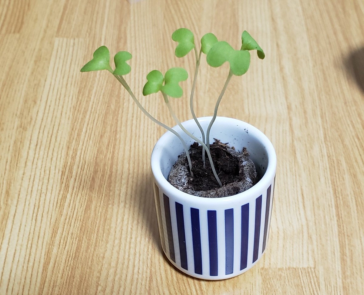 おちょこで薬味