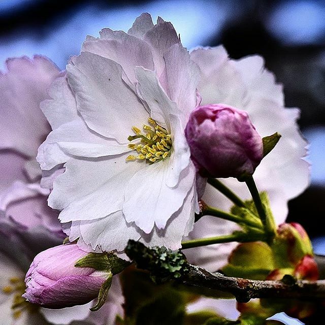 brunothrn's tweet image. #flowers #blumenliebe #insta_macro #nature_wizards #naturephotography ift.tt/34KWmjX