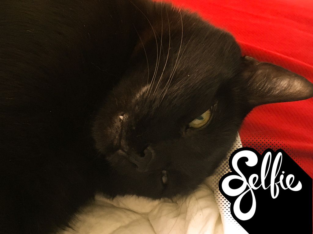 WednesdayAndNik's tweet photo. How’s my #selfie game? ~Nikolai 🐾🖤😻📸#CatsOfTwitter #CatSelfie #CatFangs #Fang #Teef #Teefies #BlackCatsOfTwitter #PanfurSquad #Panfur #HousePanther #BlackCat #SaturdayVibes #BestCats #WednesdayAndNikolai #RescueCat #CouchPurrtato #LazyDay #AdoptDontShop https://t.co/beopt8ZIwV