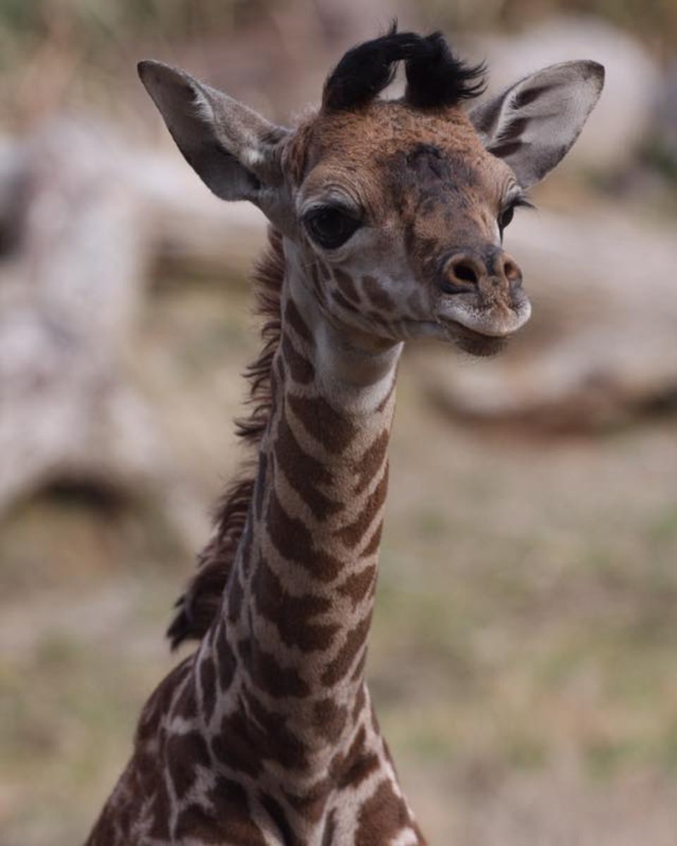 One week old! ❤️❤️