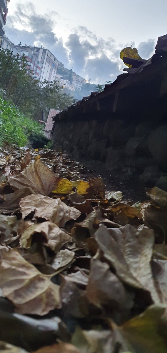 Kasımın son mısralarındayız, 
günlerden ne bilmiyorum. 
Ama ben bu gün de seviyorum seni
Cemal Süreya