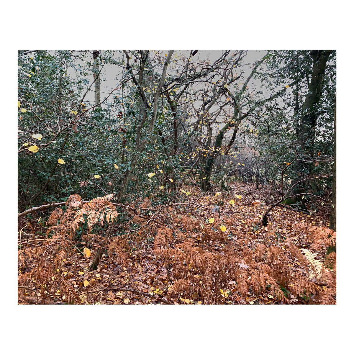 “Trifinium #03 | Sequence 1”
.
This mornings sketches for a new chapter in my #lostforest epic
.
Trifinium: “Where three boundaries meet” [Latin]
.
#trifinium #tbfppphh03