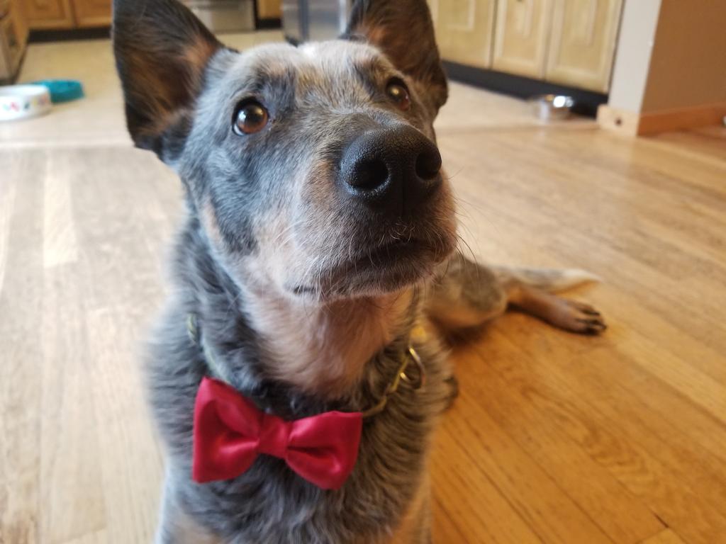 Let's go bucks <a href="/CoachUrbanMeyer/">Urban Meyer</a> @spinnershells <a href="/OhioStateFB/">Ohio State Football</a>