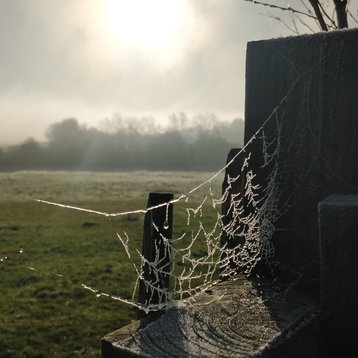 Beautiful frosty morning on the eve of Advent here in Ely. Christmas lights are switched on and Christmas markets are in full swing... can't wait for our evening of beautiful festive music in just 2 weeks. Come and join us, tickets: trybooking.com/uk/book/event?…