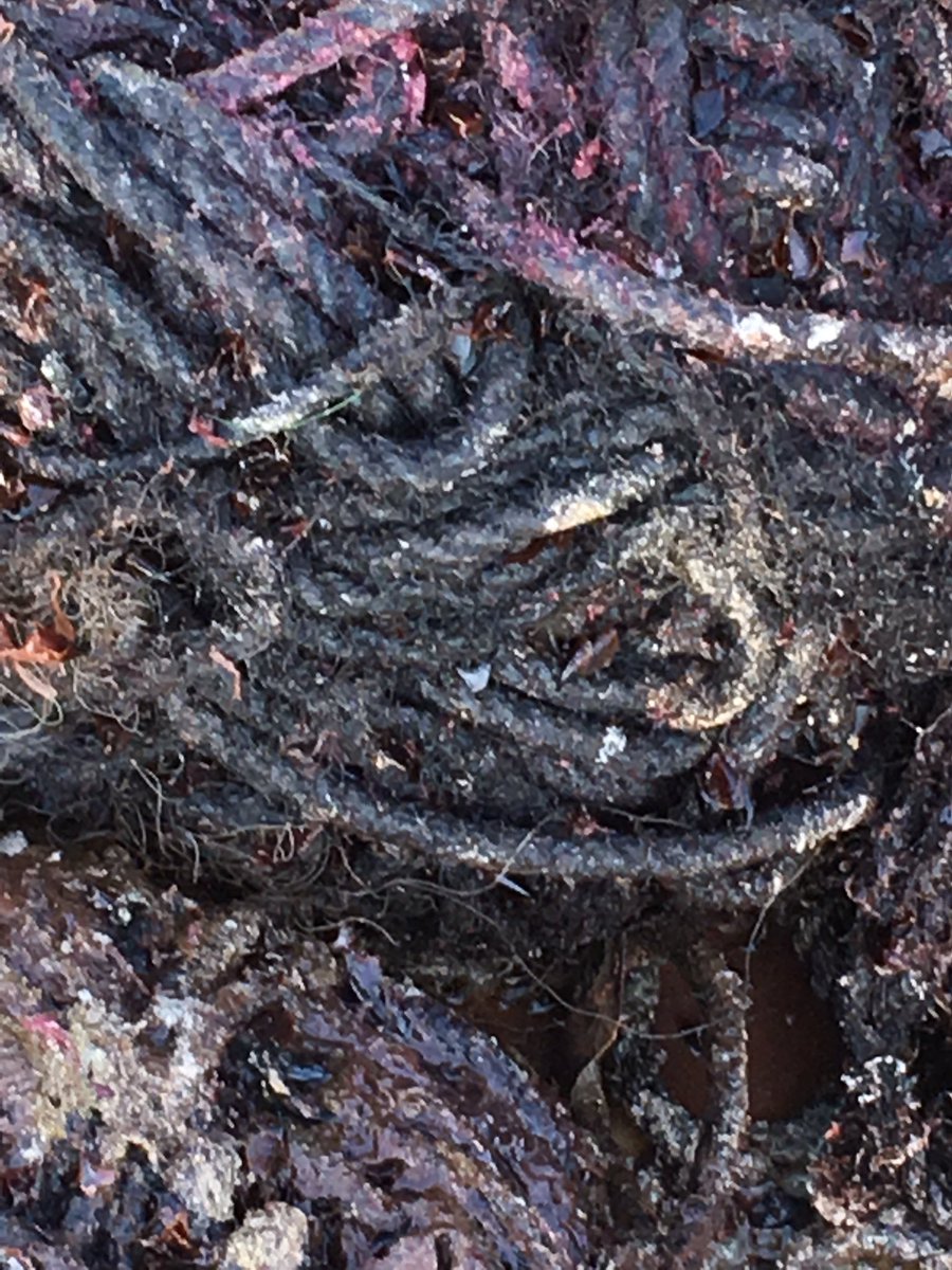 C_Adams1758's tweet image. Frightening to see this enormous coil of polypropylene rope and discarded fishing net emerging from the stomach of a sperm whale during a post-mortem I attended on Harris today @sceneUofG