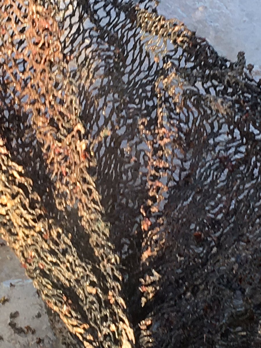 C_Adams1758's tweet image. Frightening to see this enormous coil of polypropylene rope and discarded fishing net emerging from the stomach of a sperm whale during a post-mortem I attended on Harris today @sceneUofG