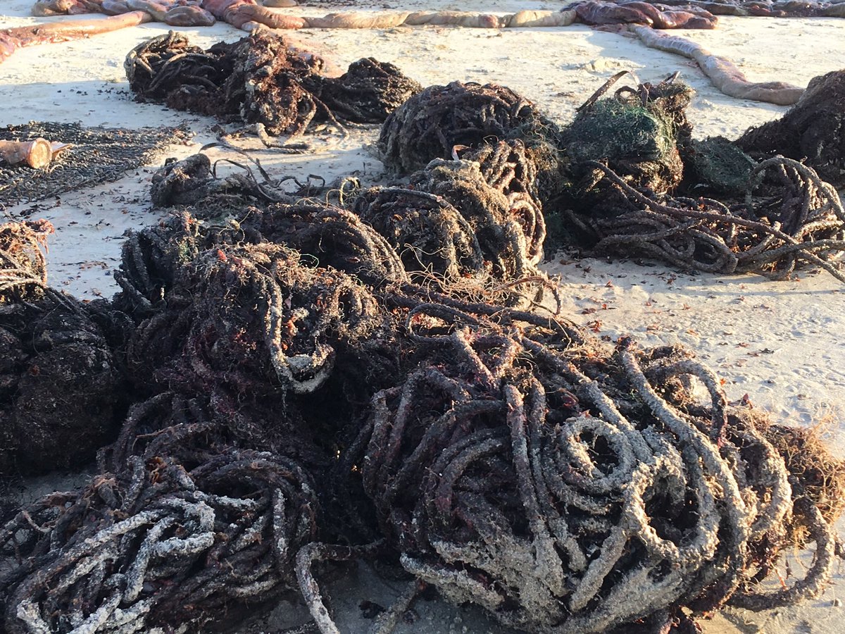 C_Adams1758's tweet image. Frightening to see this enormous coil of polypropylene rope and discarded fishing net emerging from the stomach of a sperm whale during a post-mortem I attended on Harris today @sceneUofG