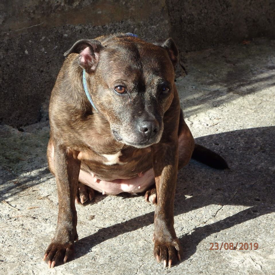 FOSTERFIRST1's tweet photo. These girls  need temporary #urgent #foster for up to 6 months in #Wales but could also go to #Bristol or #Gloucestershire.  

They are gorgeous girls approx 10 yo who are bonded, CANNOT BE SEPARATED. 

No young kids , pet free home preferred as Bella can be dominant.🆘🆘🐾💚 https://t.co/2gSi4xtYa0
