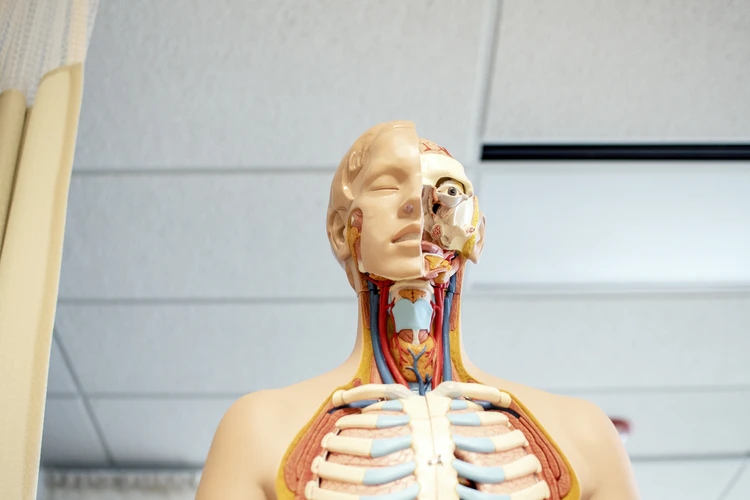 HfxQuitSmoking's tweet photo. Cigarette smoke can have wide-ranging health effects on the body, and the lungs and airways are two of the hardest-hit areas. Here's how your body works to repair itself after you #QuitSmoking https://t.co/jbYWuTkyVB https://t.co/7SvcBDY3Cc