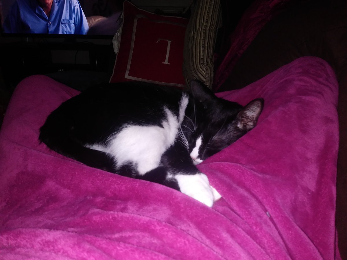 SmoothSoupy's tweet photo. For the #love of #cats #Saturday #exciting stuff. Never a #dull #moment. What I #live for. https://t.co/XbfH5MuKeI