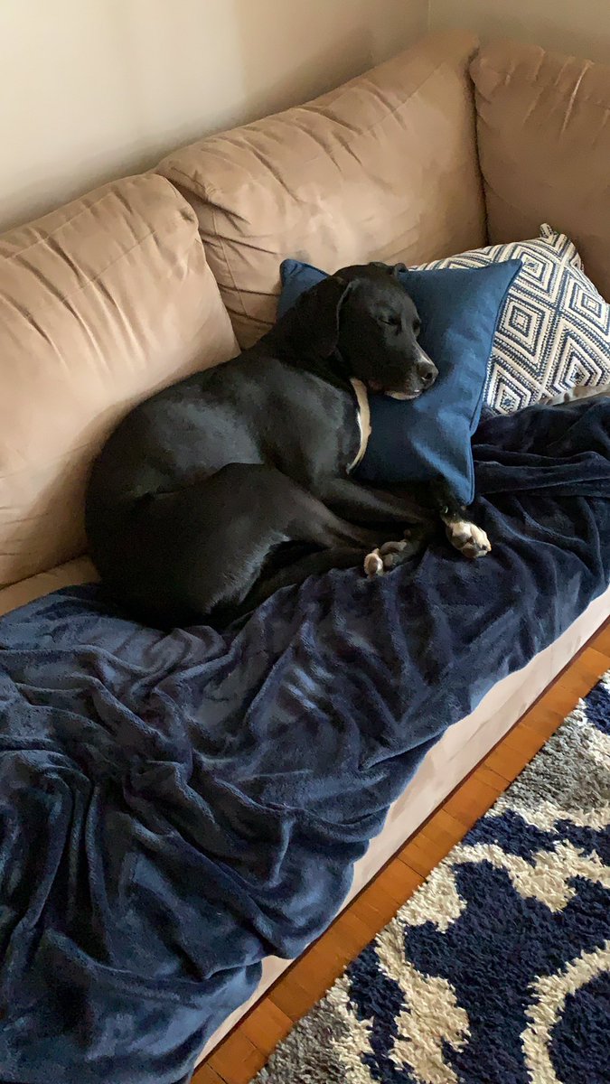 RyanBubz's tweet photo. Dogs using pillows like humans will never get old https://t.co/hBsvBvPUtf