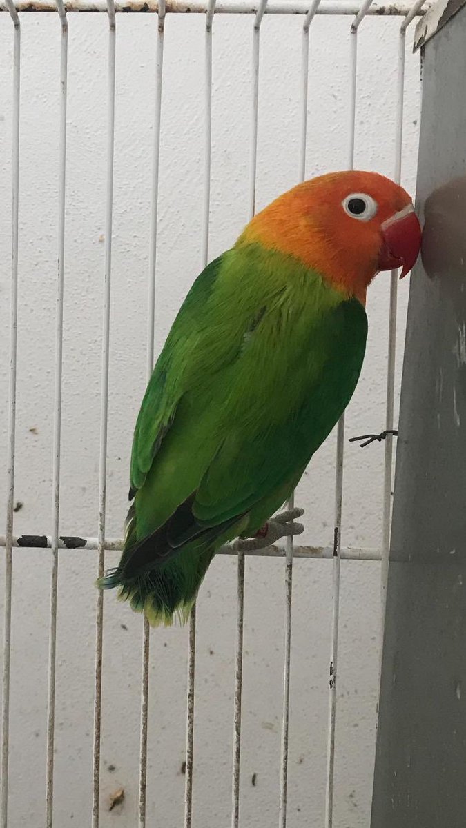 aviarioparman's tweet photo. Opalinas https://t.co/qw1iG53nxx
