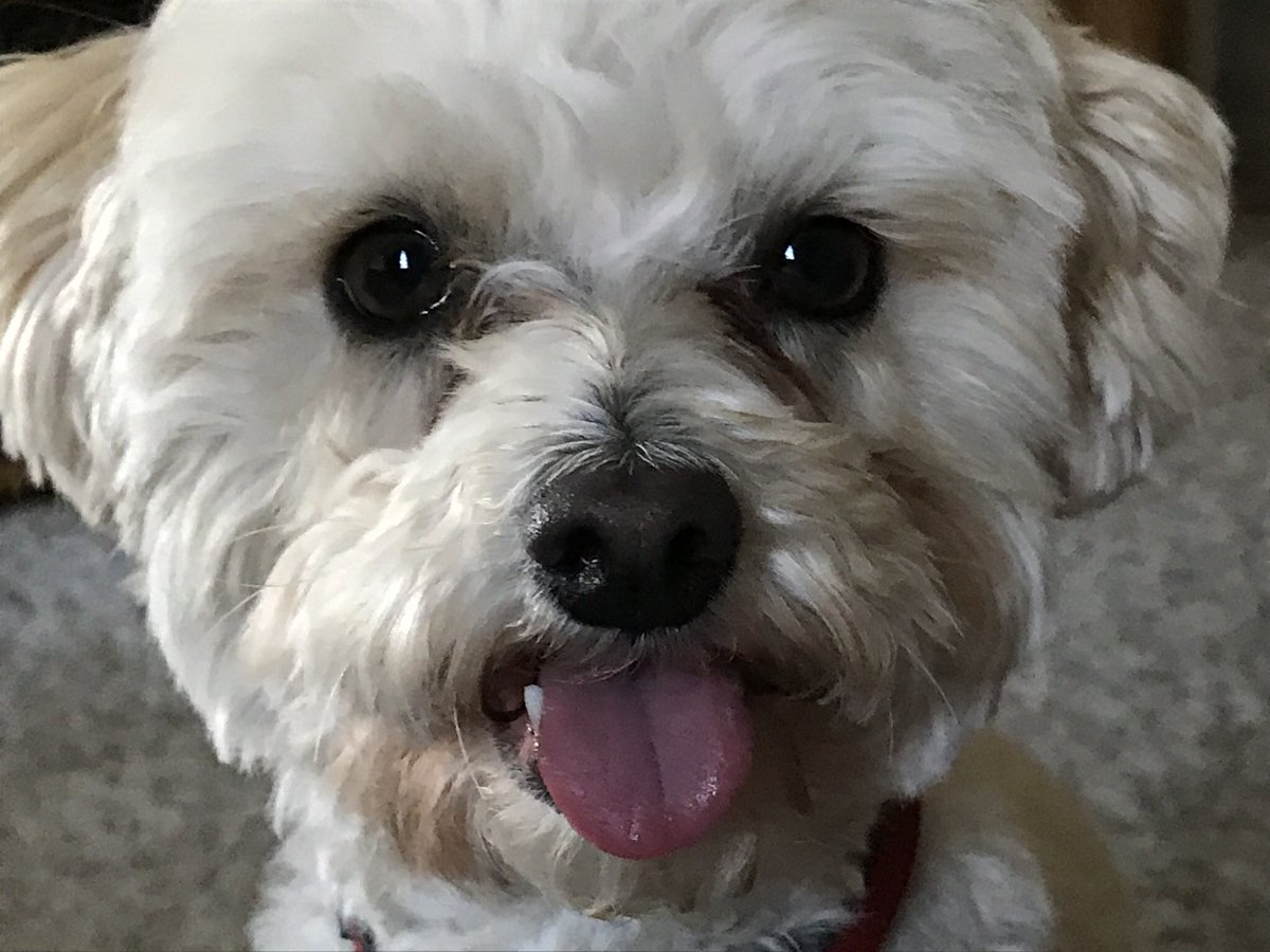 LisaNagoya's tweet photo. Todayβs the day! β€οΈπΆβ€οΈπ±β€οΈπ±β€οΈ Three of the BEST decisions I ever made were adopting Jack, Felix, & Jasper! β€οΈ #AdoptDontShop #adoptme #ForeverHomes #CA #rcdas https://t.co/P3MslBHDDQ https://t.co/8dHL3ivFRv