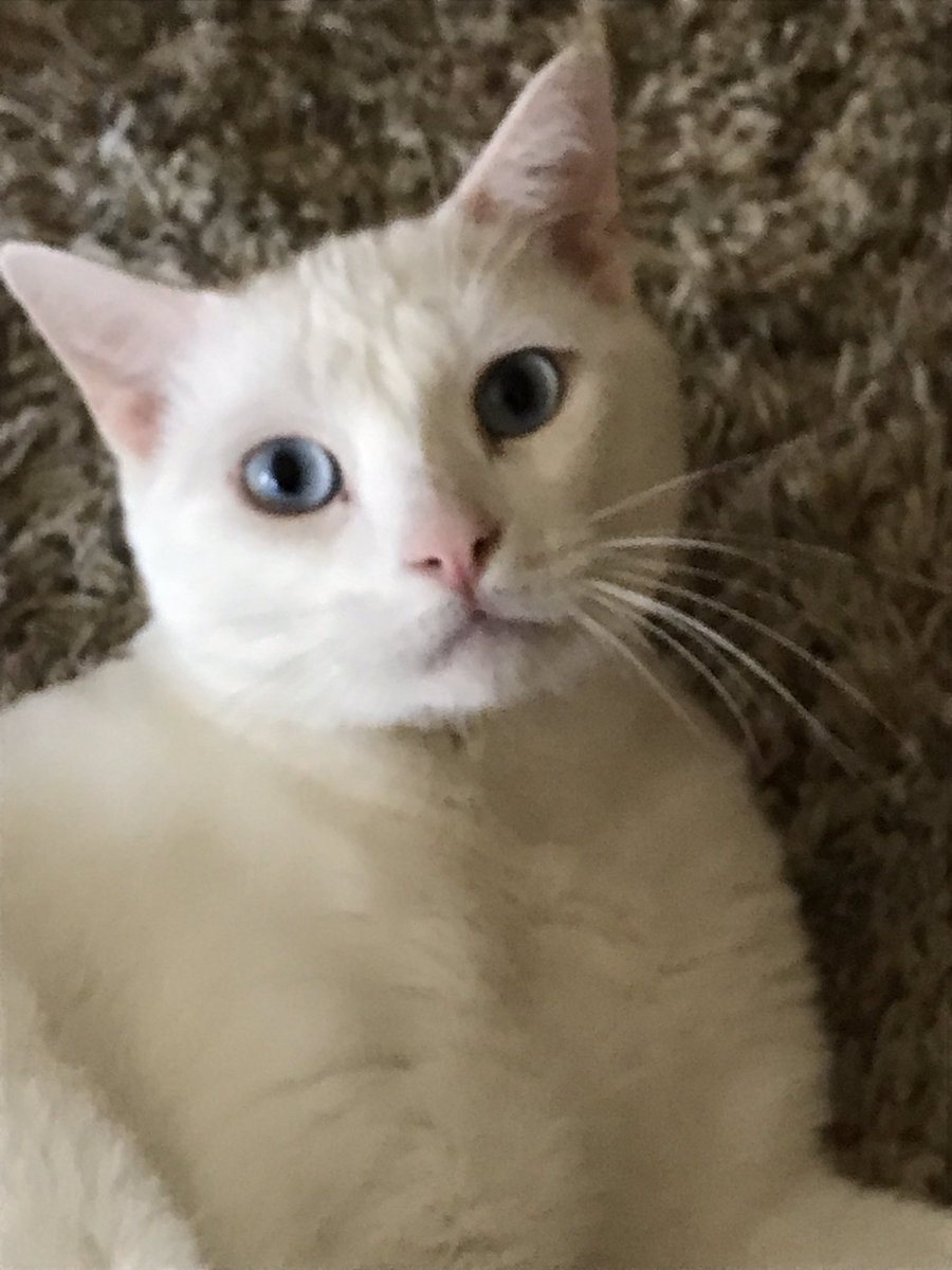 LisaNagoya's tweet photo. Todayβs the day! β€οΈπΆβ€οΈπ±β€οΈπ±β€οΈ Three of the BEST decisions I ever made were adopting Jack, Felix, & Jasper! β€οΈ #AdoptDontShop #adoptme #ForeverHomes #CA #rcdas https://t.co/P3MslBHDDQ https://t.co/8dHL3ivFRv